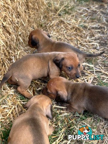 Jack-Hound Puppies