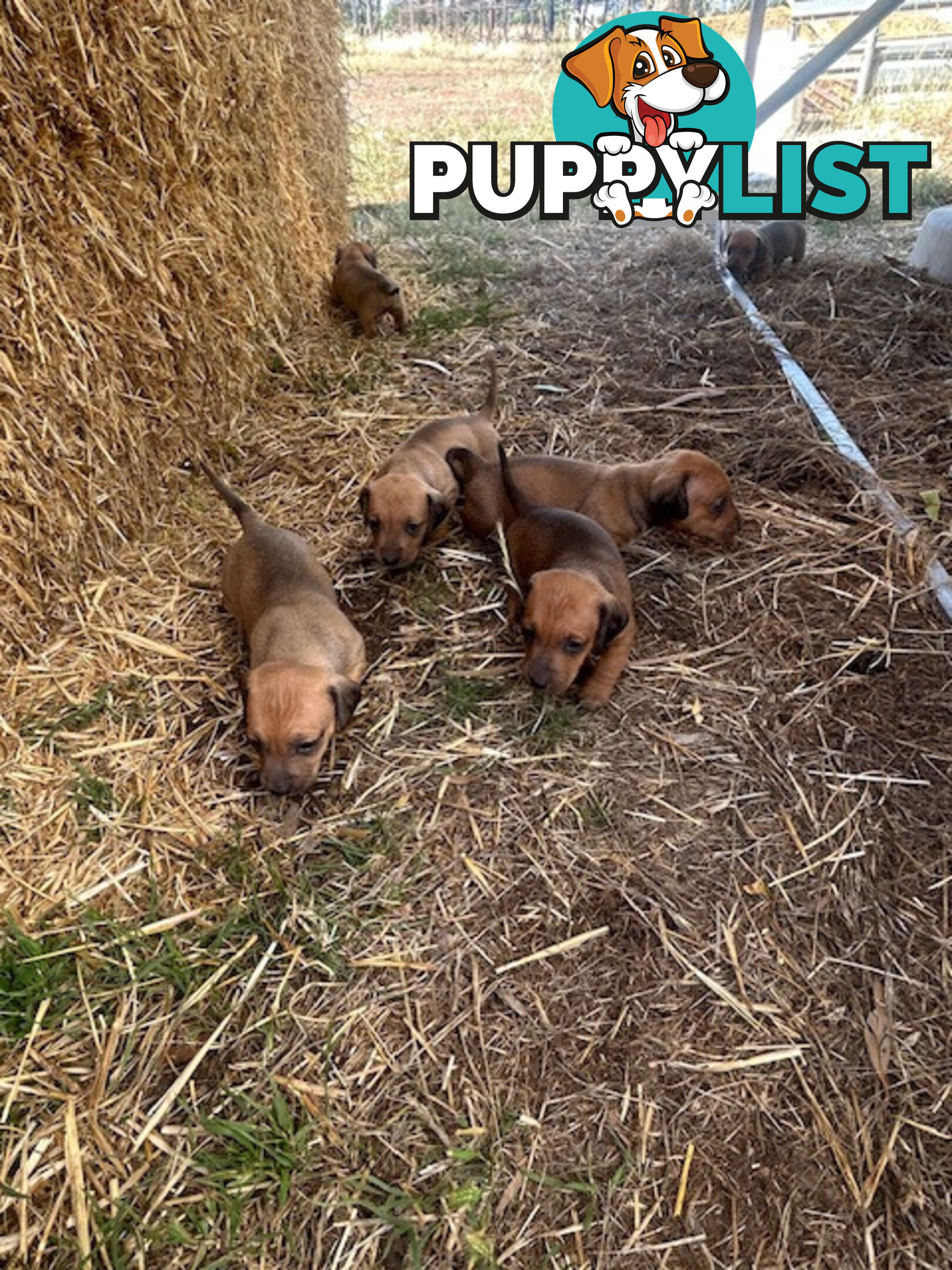 Jack-Hound Puppies