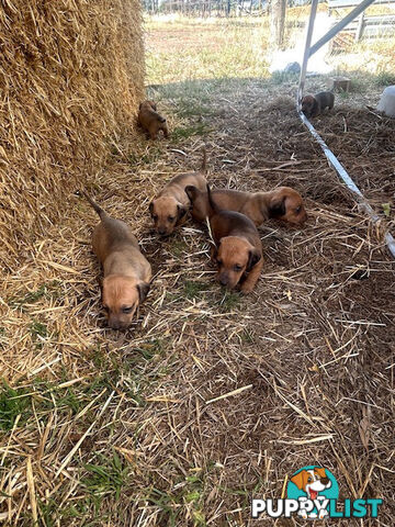 Jack-Hound Puppies