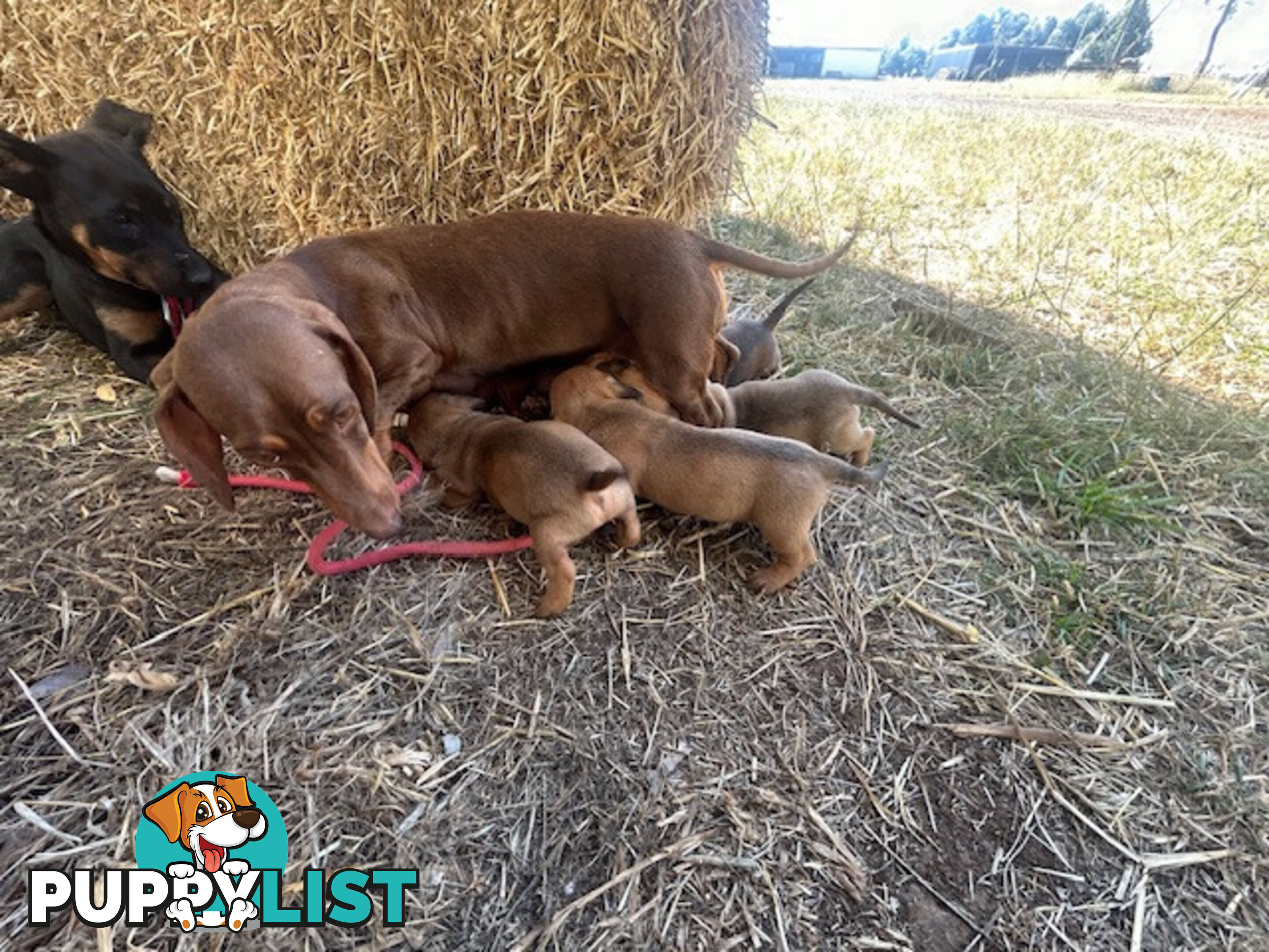 Jack-Hound Puppies