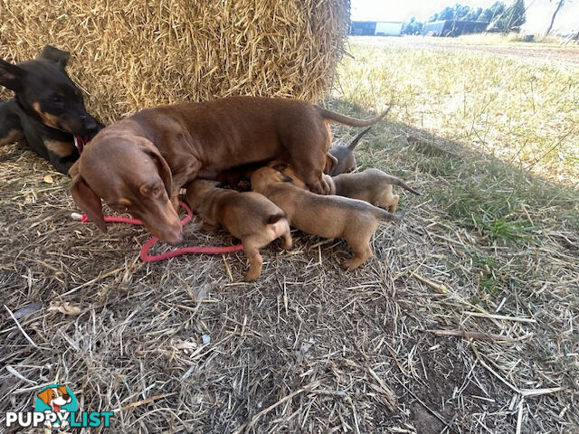 Jack-Hound Puppies