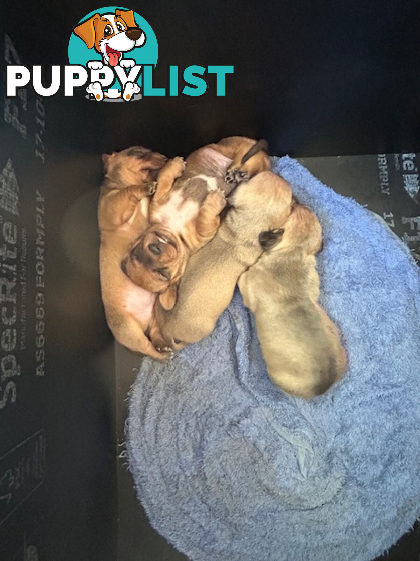 Jack-Hound Puppies