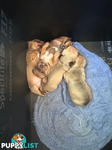 Jack-Hound Puppies