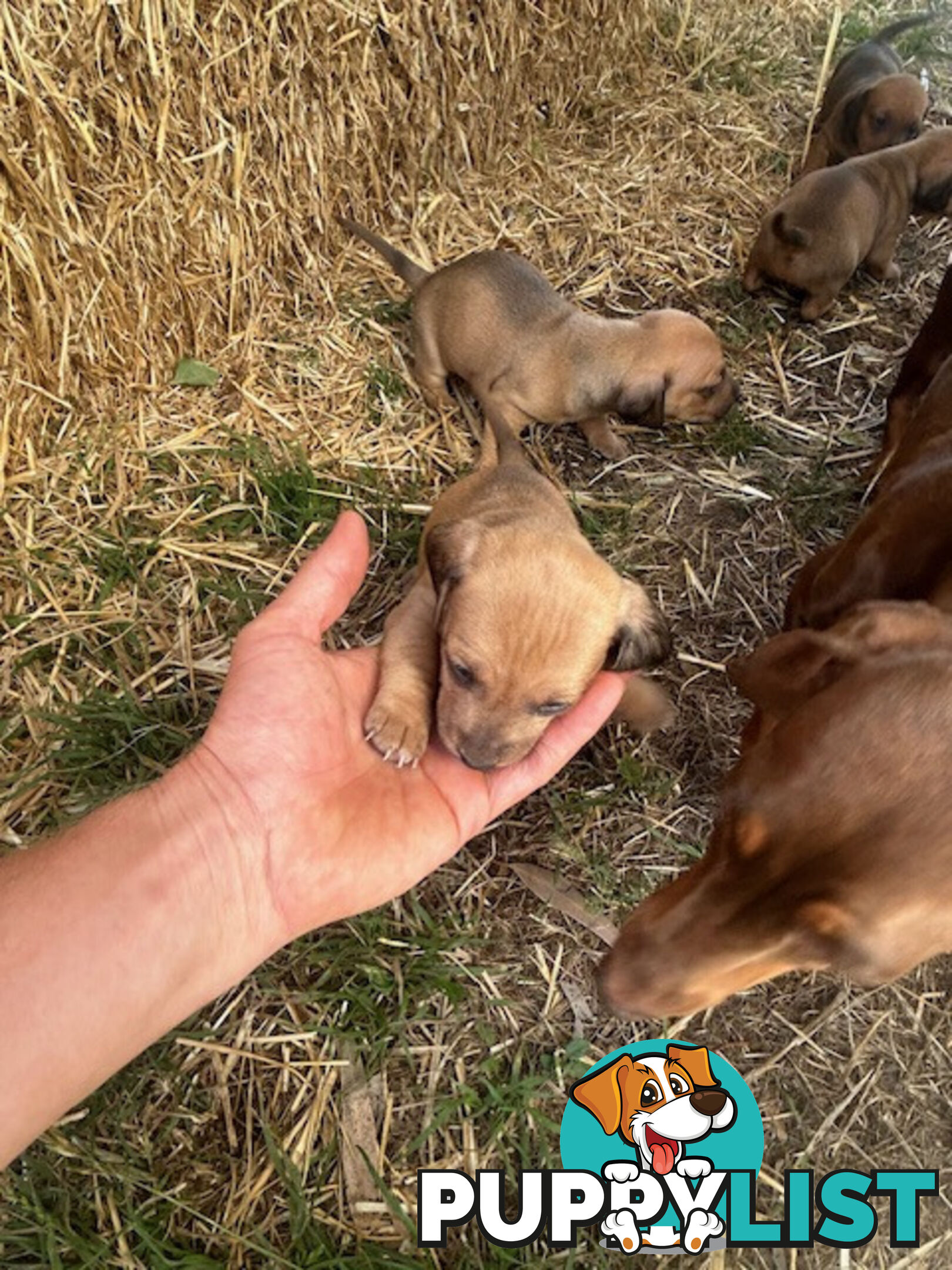 Jack-Hound Puppies