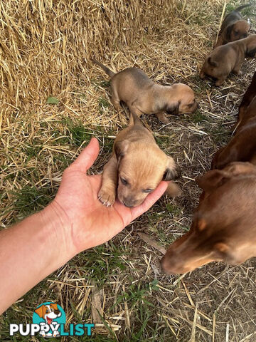 Jack-Hound Puppies