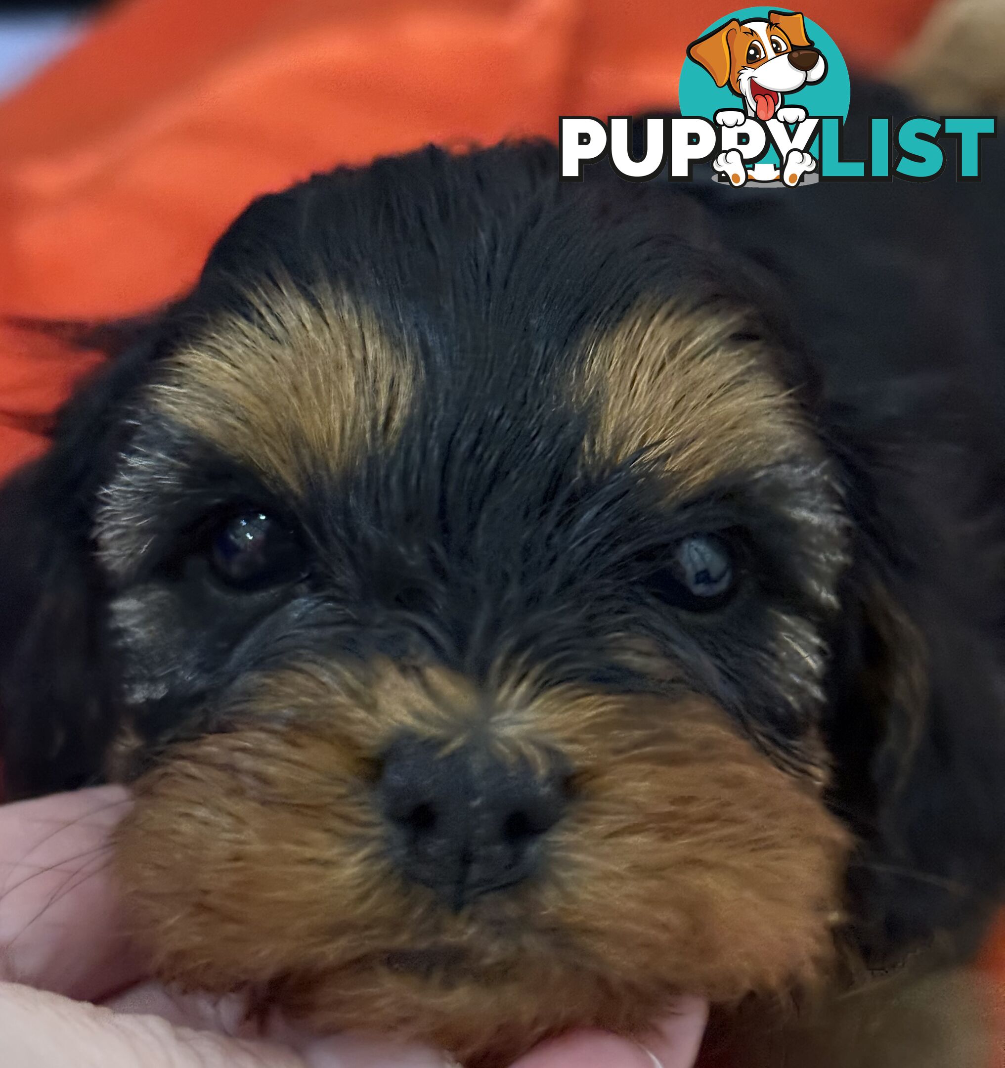 First Generation Cavoodles, male and females