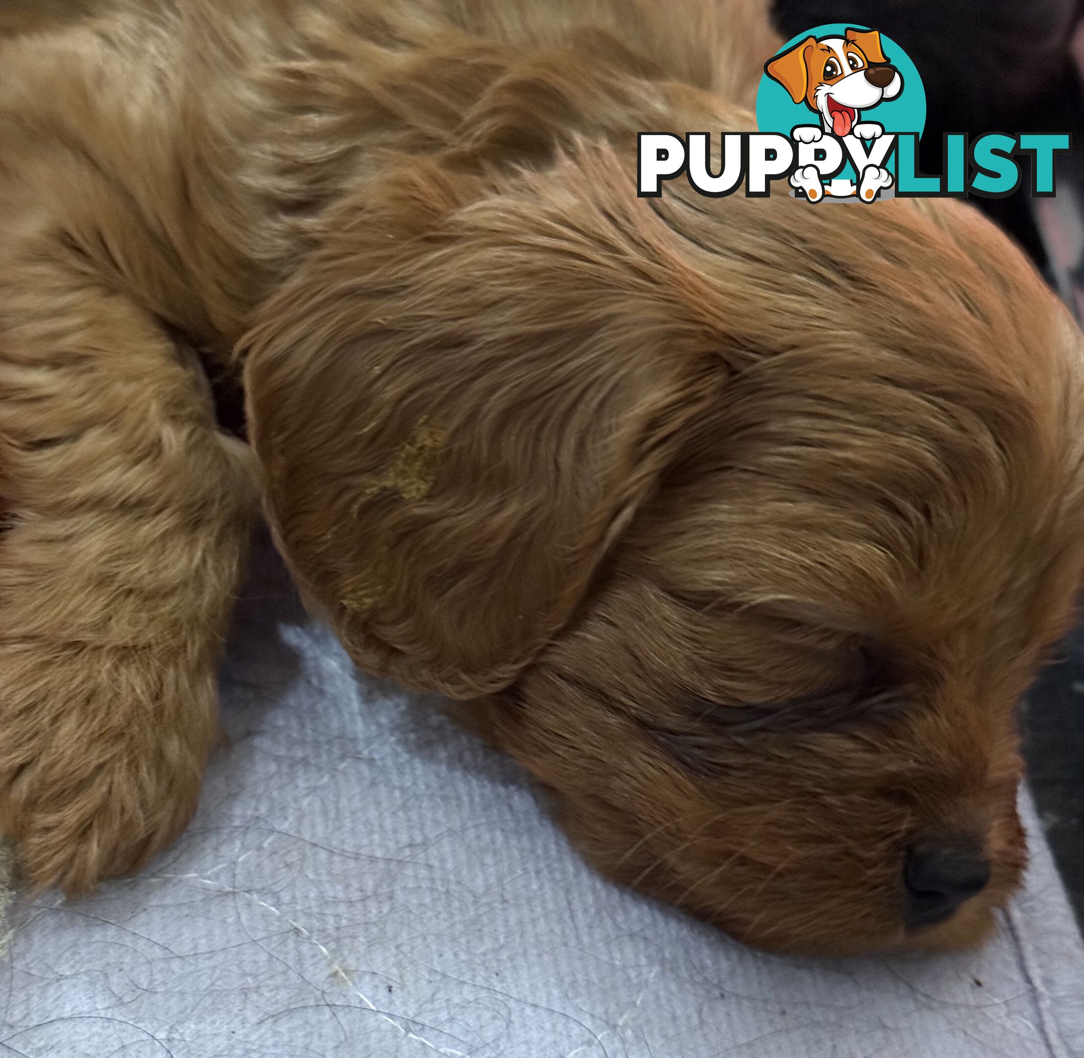 First Generation Cavoodles, male and females