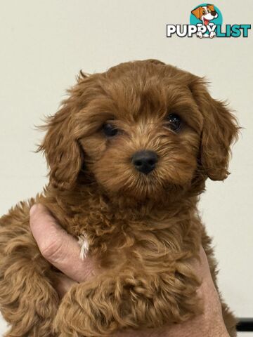 F1 Cavoodles. Ready for new homes! ** Price Reduced **