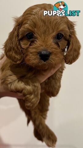 First Generation Cavoodles, red and black and tan