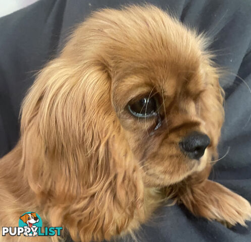 Price reduced! Cavalier King Charles Spaniel Puppy ready now