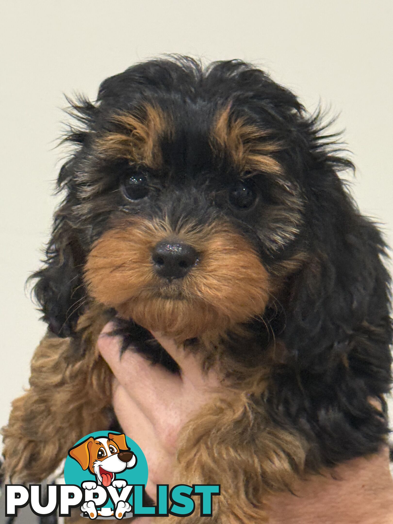First Generation Cavoodles, ready for new homes! *** Price reduced ***