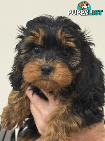 First Generation Cavoodles, ready for new homes! *** Price reduced ***