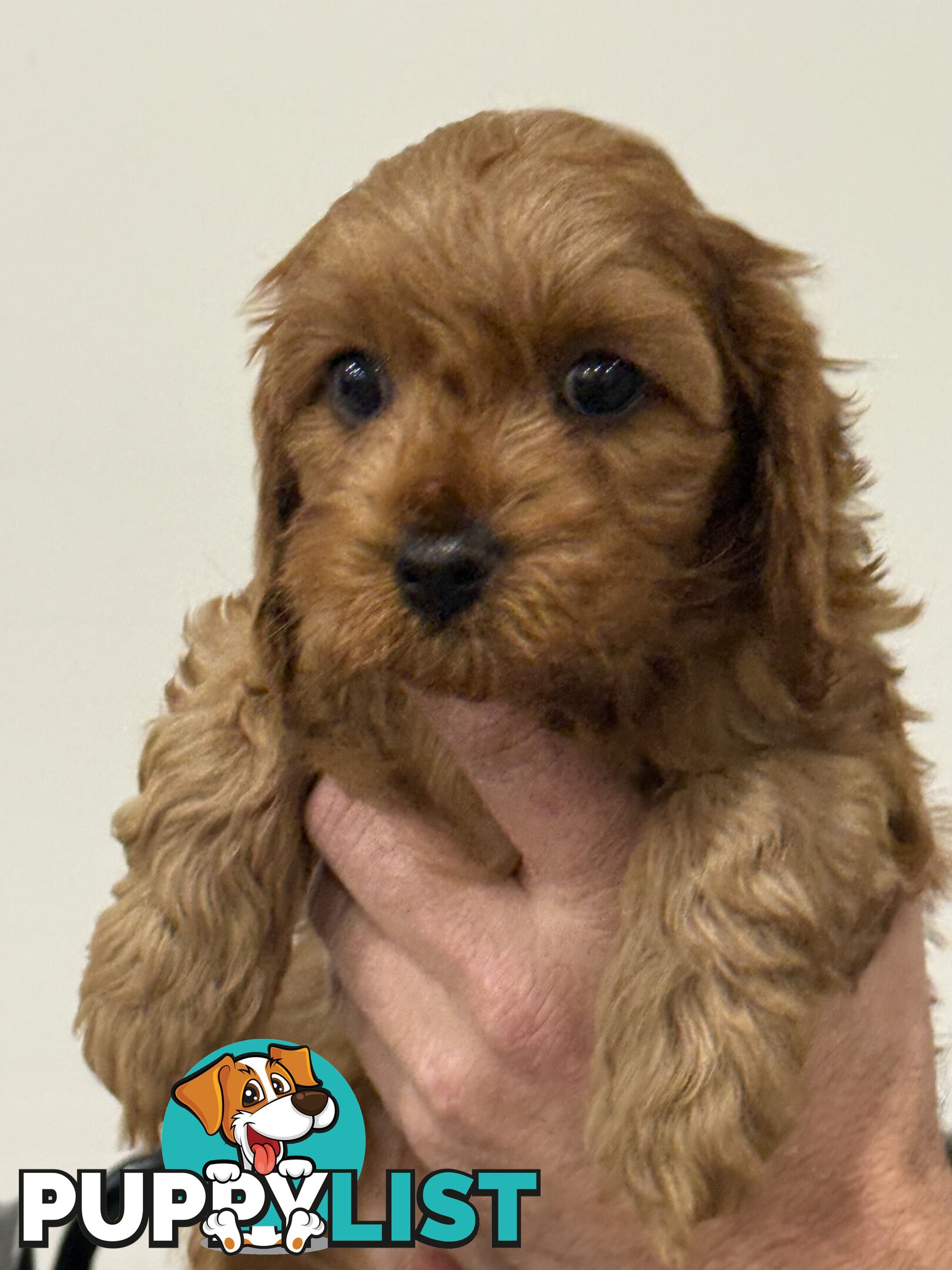 First Generation Cavoodles, ready for new homes! *** Price reduced ***