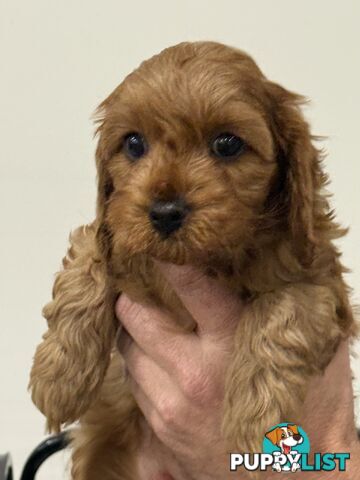 First Generation Cavoodles, ready for new homes! *** Price reduced ***