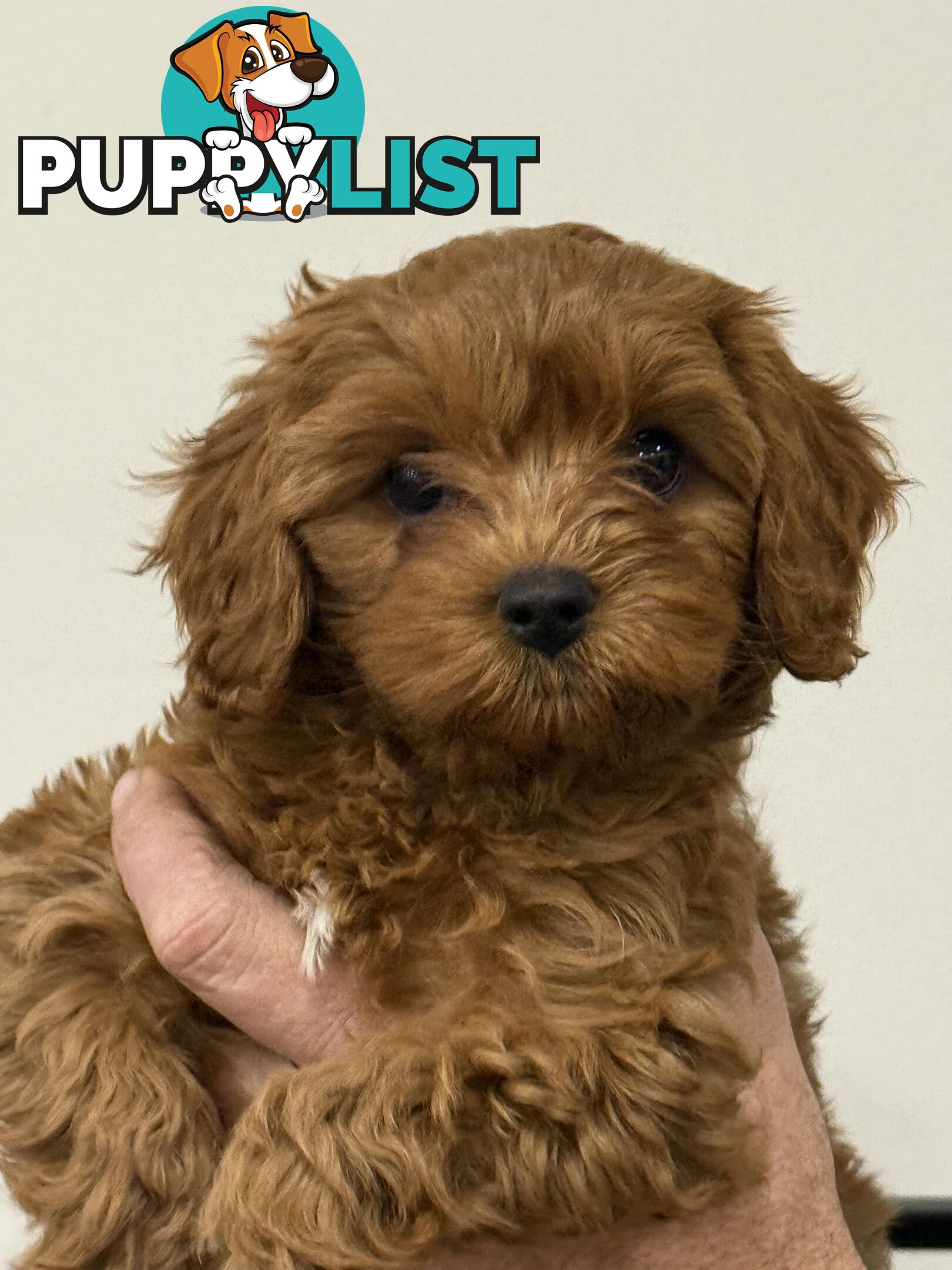 First Generation Cavoodles, ready for new homes! *** Price reduced ***