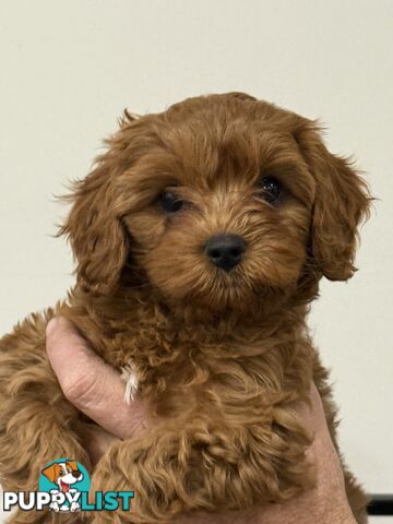First Generation Cavoodles, ready for new homes! *** Price reduced ***