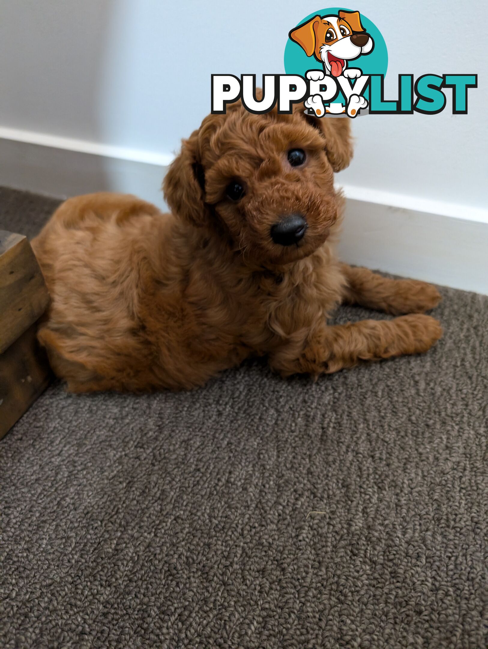 Purebred Red and Black Toy Poodle puppies