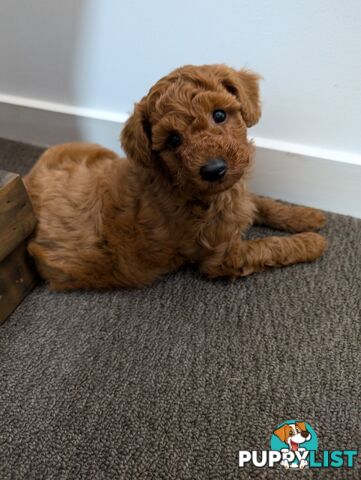 Purebred Red and Black Toy Poodle puppies