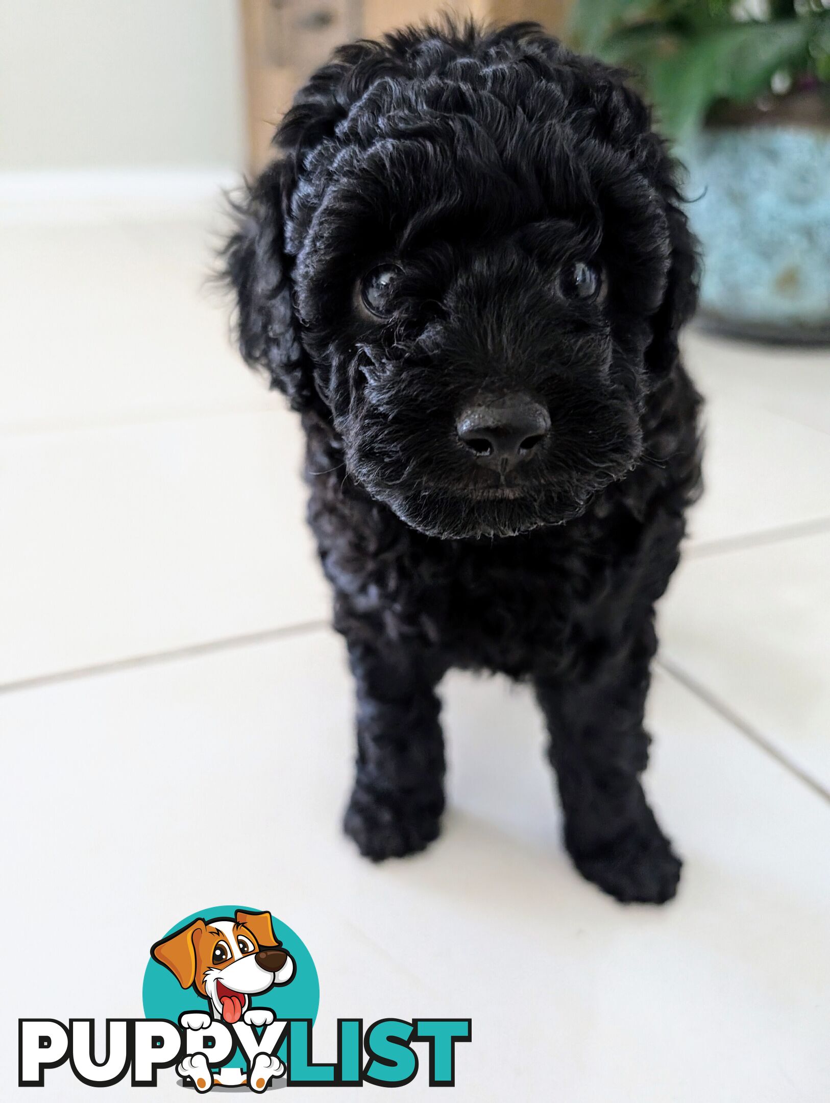 Purebred Red and Black Toy Poodle puppies