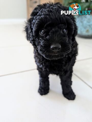 Purebred Red and Black Toy Poodle puppies