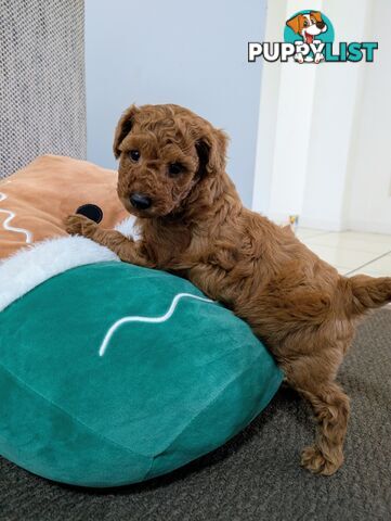 Purebred Red and Black Toy Poodle puppies