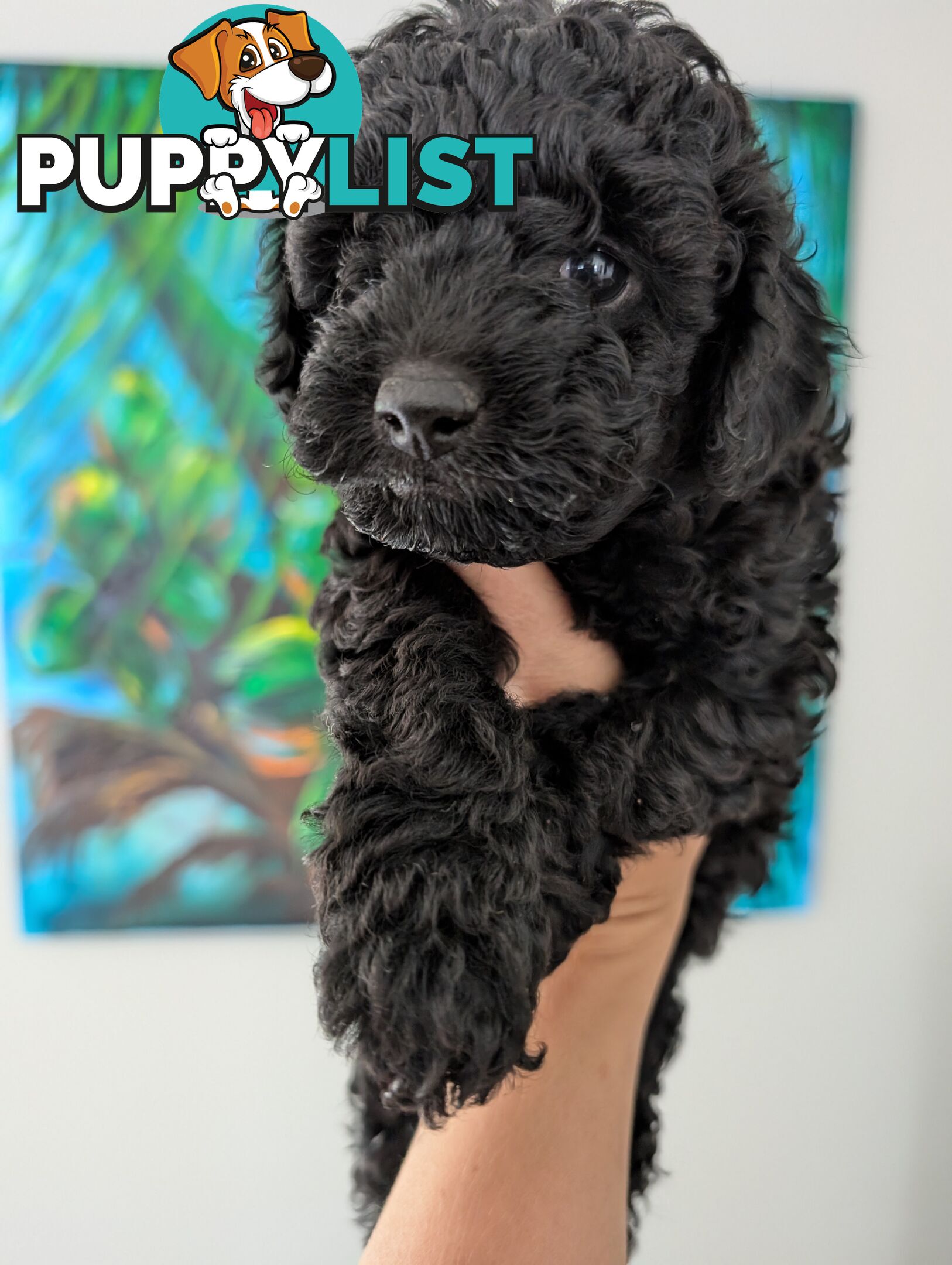 Purebred Red and Black Toy Poodle puppies