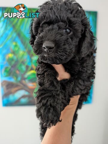 Purebred Red and Black Toy Poodle puppies