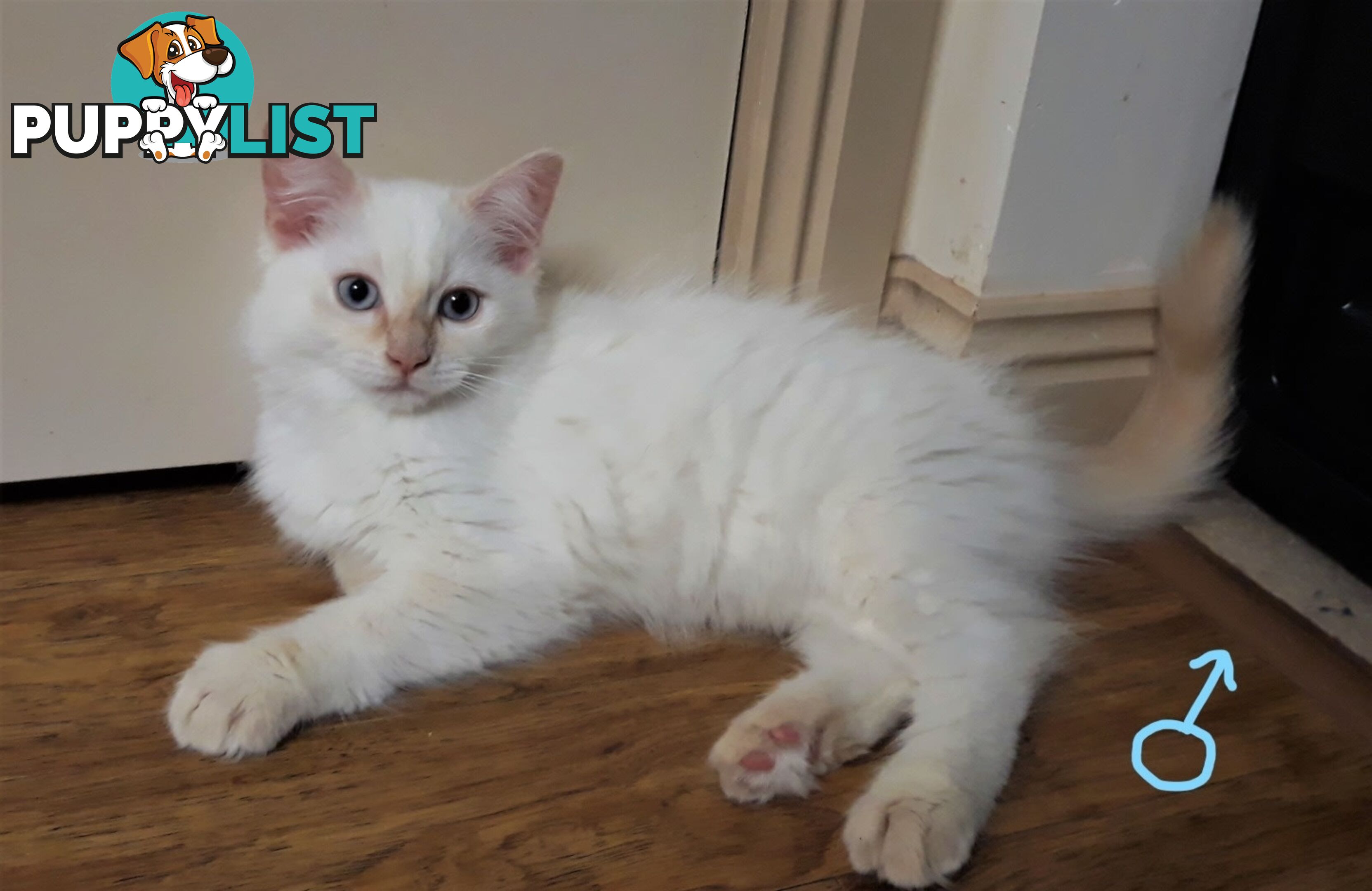 Purebred Ragdoll kittens