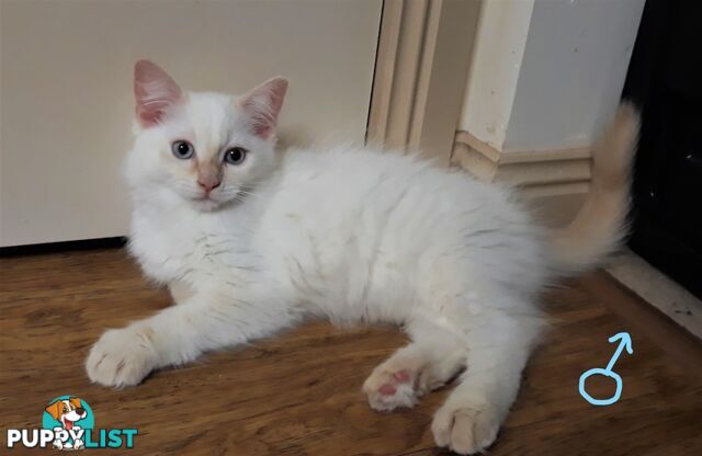 Purebred Ragdoll kittens