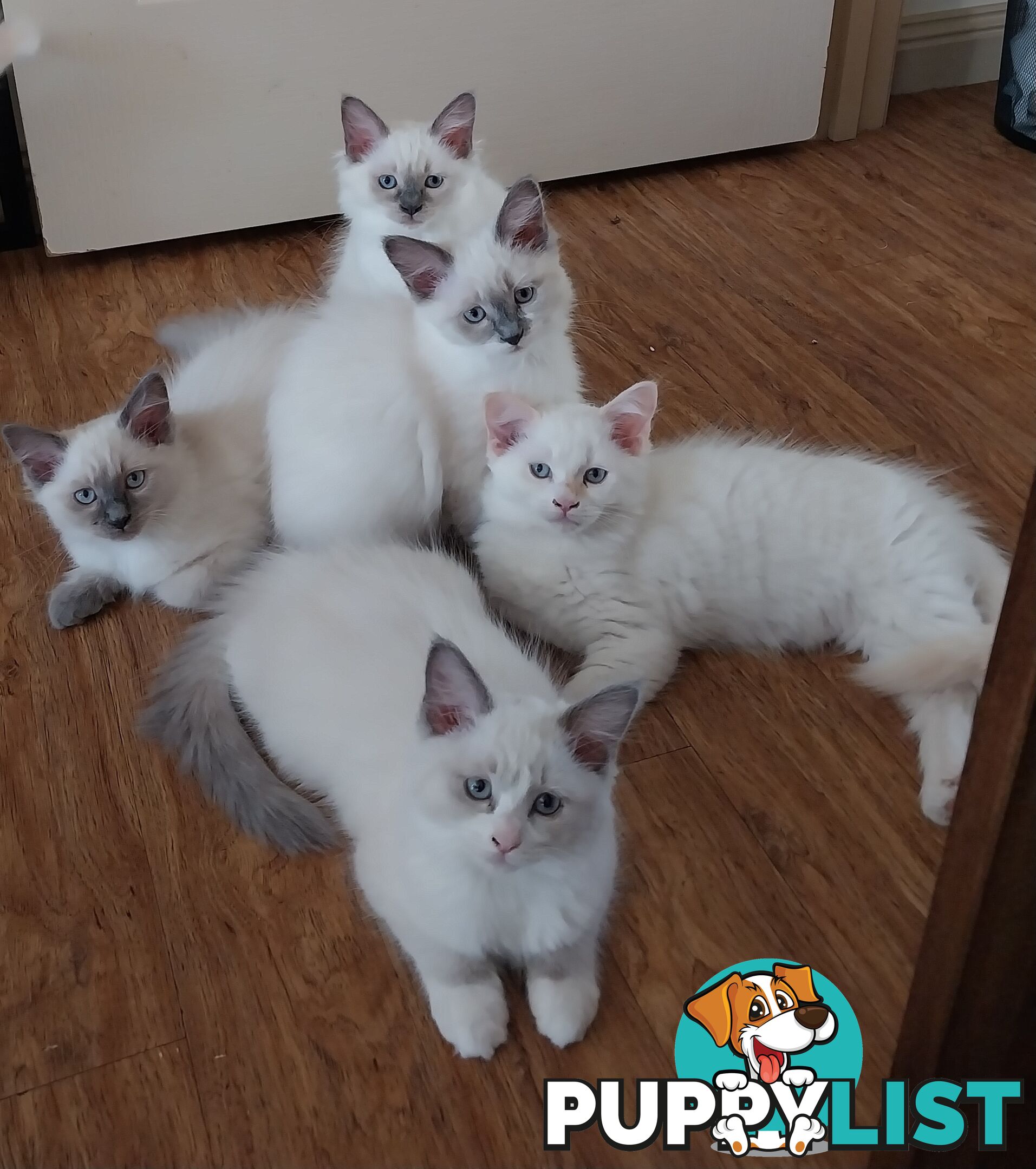 Purebred Ragdoll kittens