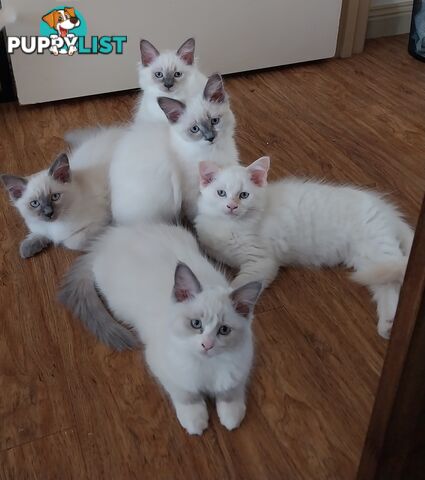 Purebred Ragdoll kittens