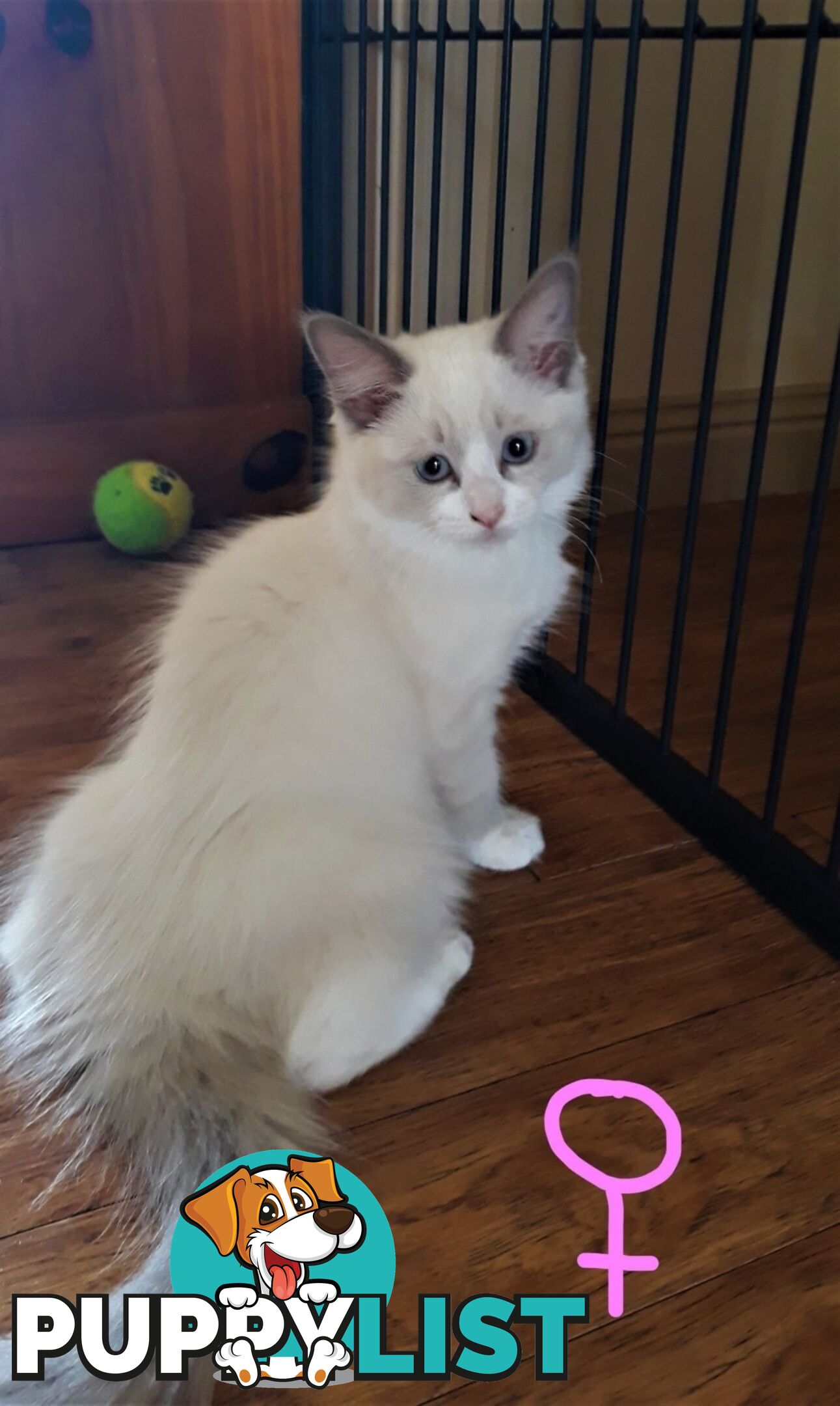 Purebred Ragdoll kittens