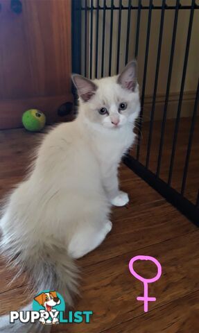 Purebred Ragdoll kittens