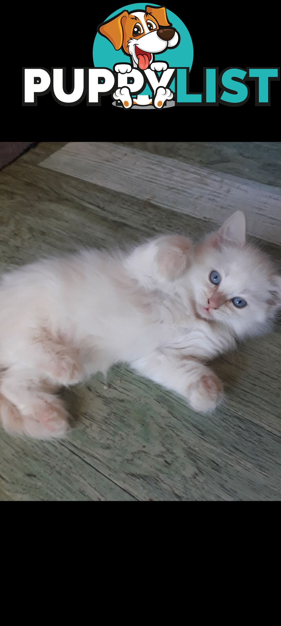 Purebred Ragdoll kittens