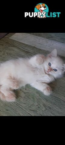 Purebred Ragdoll kittens