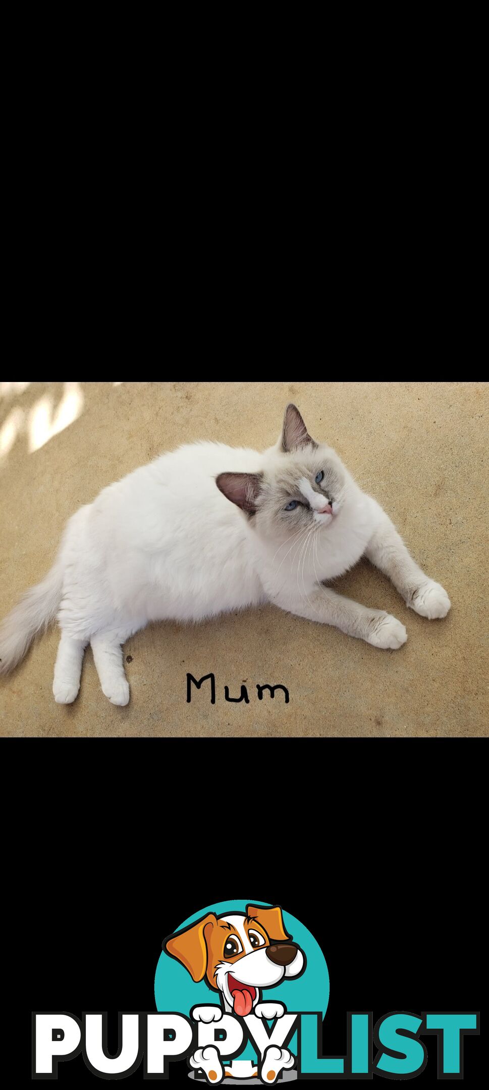 Purebred Ragdoll kittens