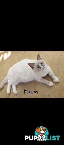 Purebred Ragdoll kittens