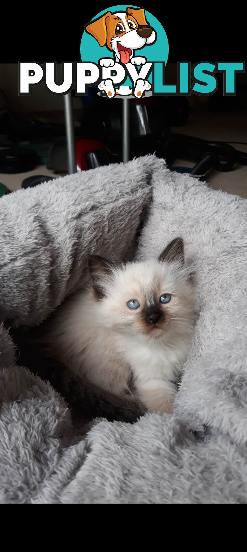 Purebred Ragdoll kittens