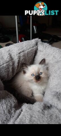 Purebred Ragdoll kittens