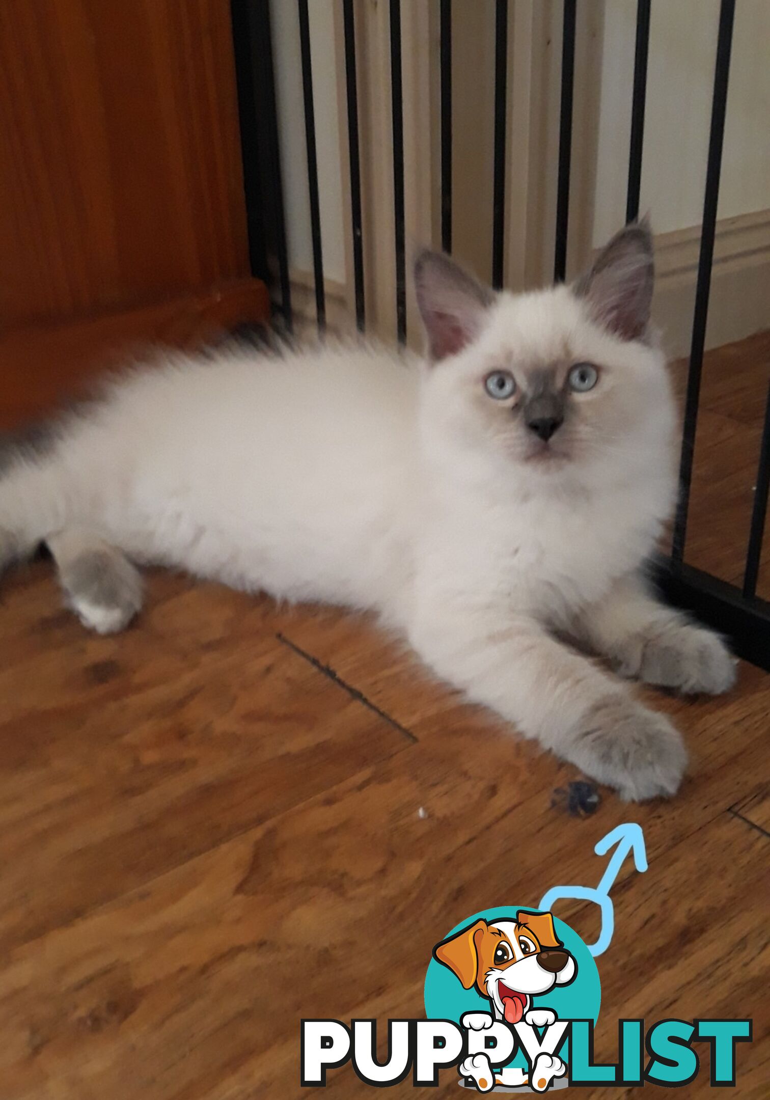 Purebred Ragdoll kittens