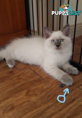 Purebred Ragdoll kittens