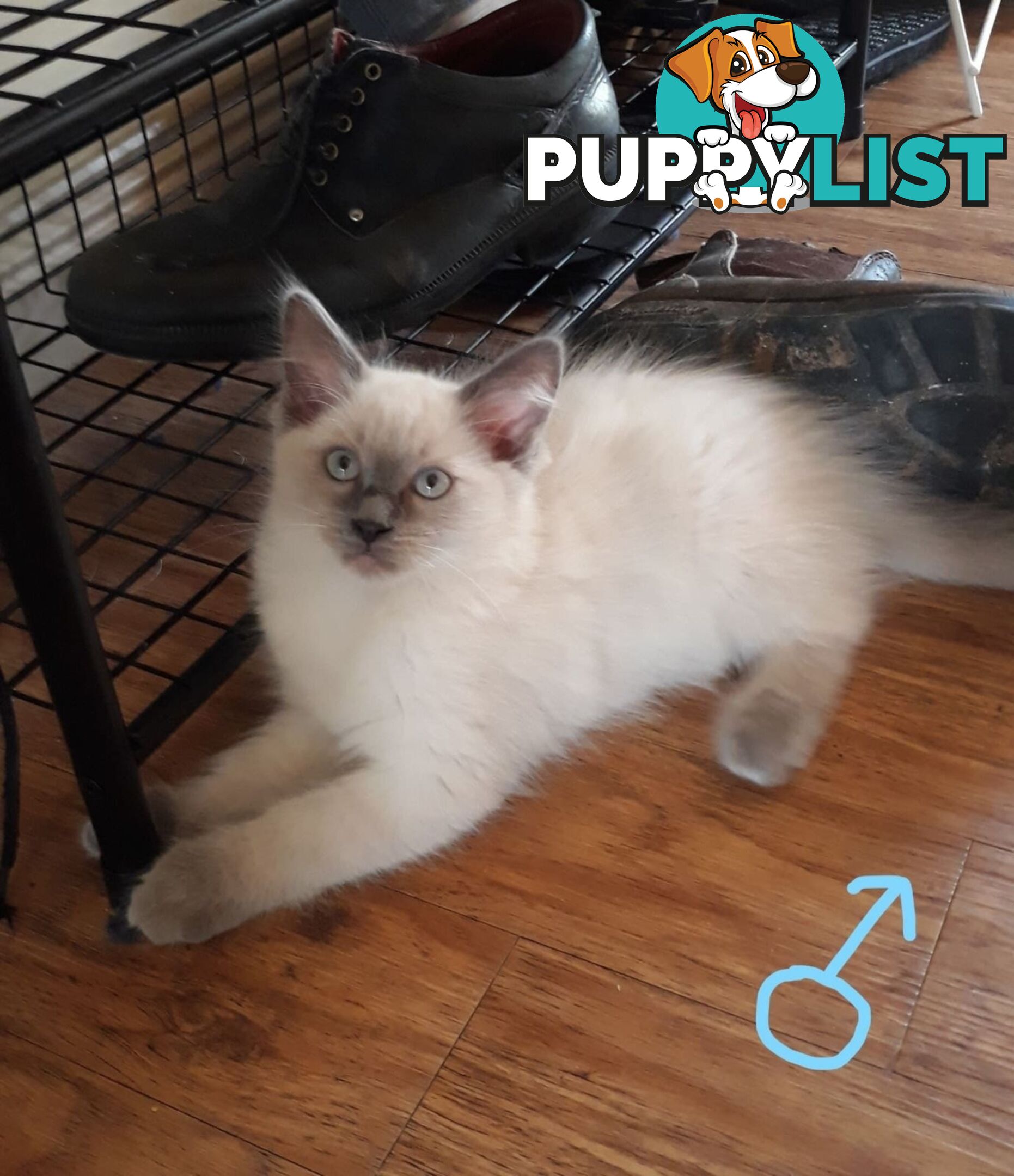 Purebred Ragdoll kittens