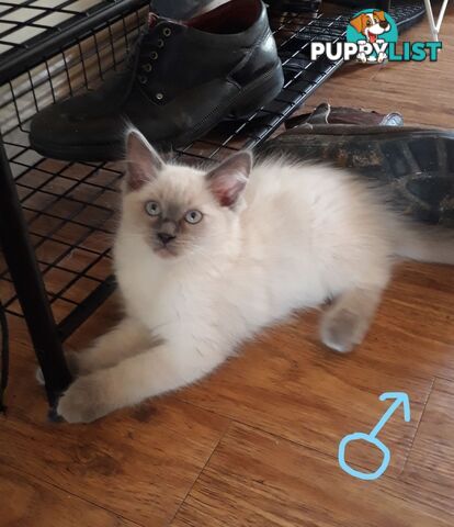 Purebred Ragdoll kittens