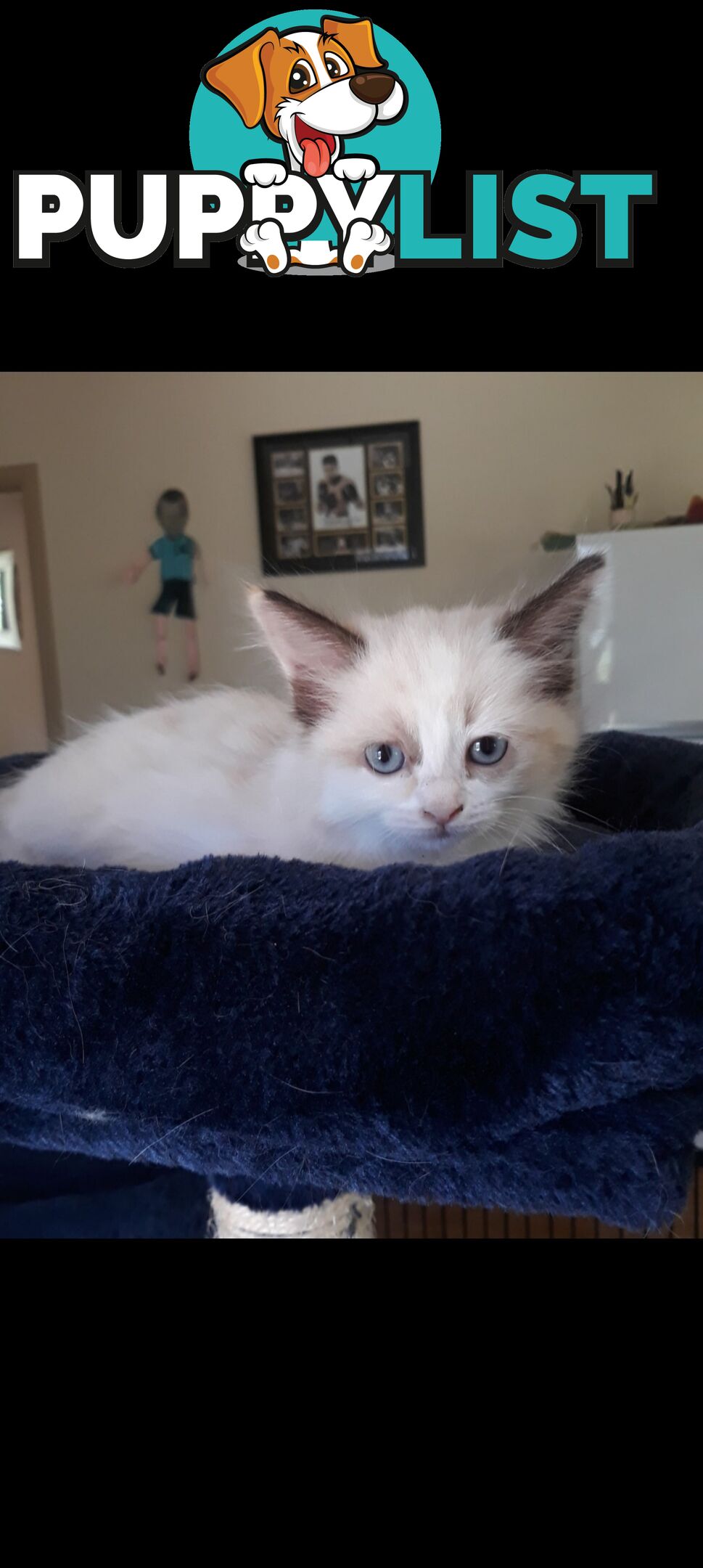 Purebred Ragdoll kittens