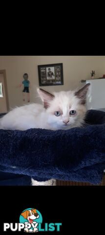 Purebred Ragdoll kittens