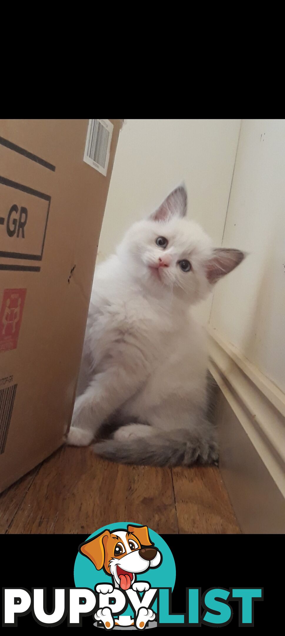 Purebred Ragdoll kittens