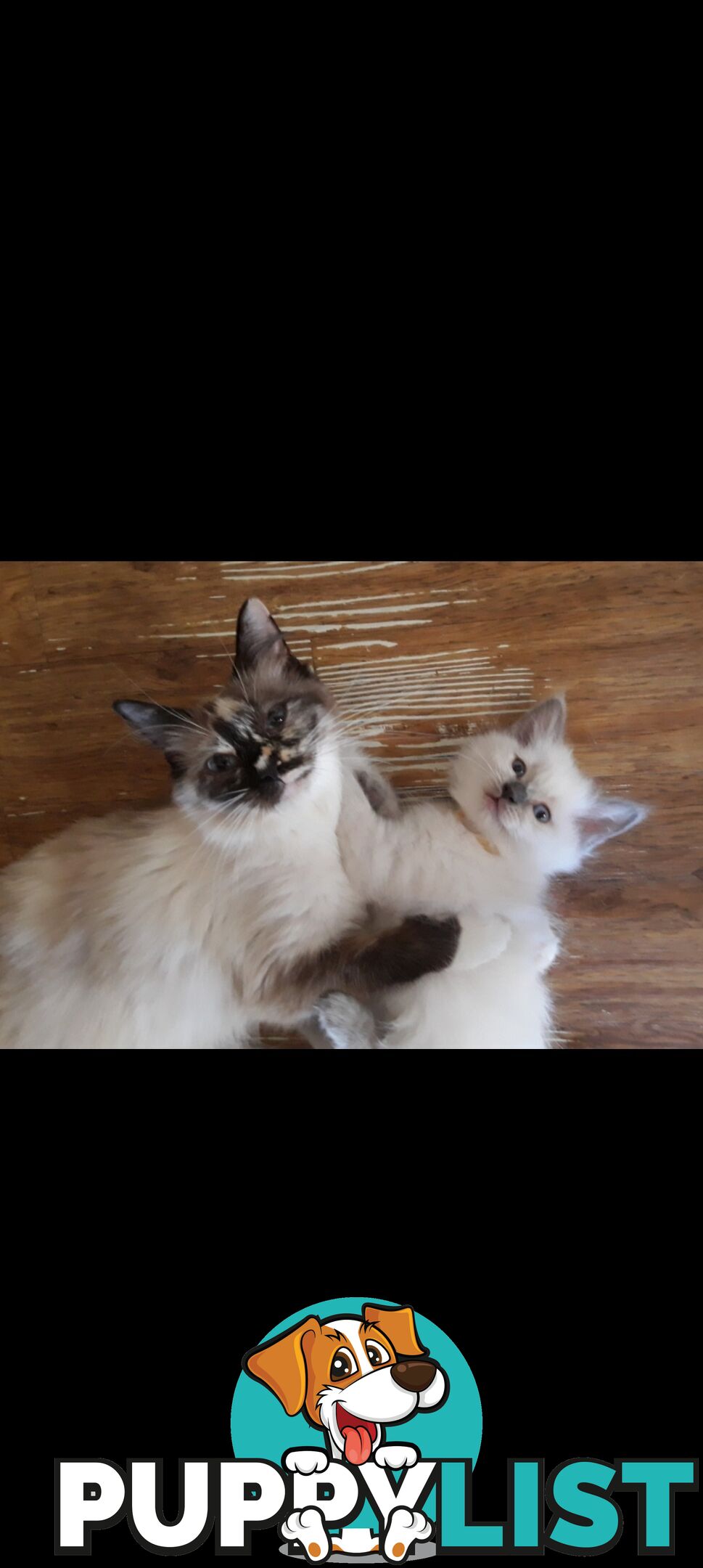 Purebred Ragdoll kittens