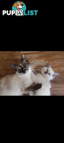 Purebred Ragdoll kittens