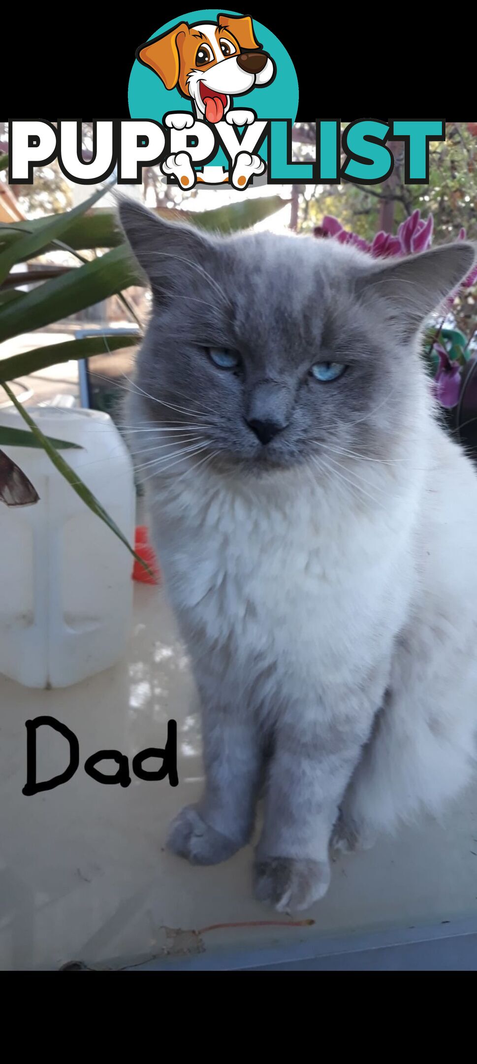 Purebred Ragdoll kittens