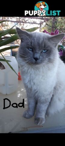 Purebred Ragdoll kittens